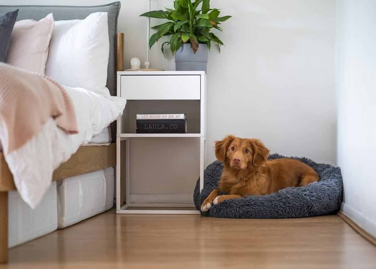 A small brown dog curled up in a dog bed in a bright bedroom
