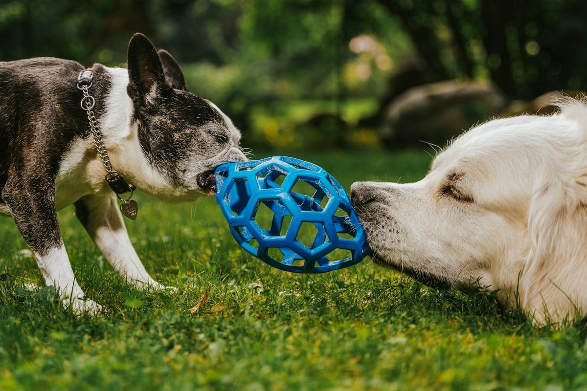Two dogs playing with a ball toy on the grass