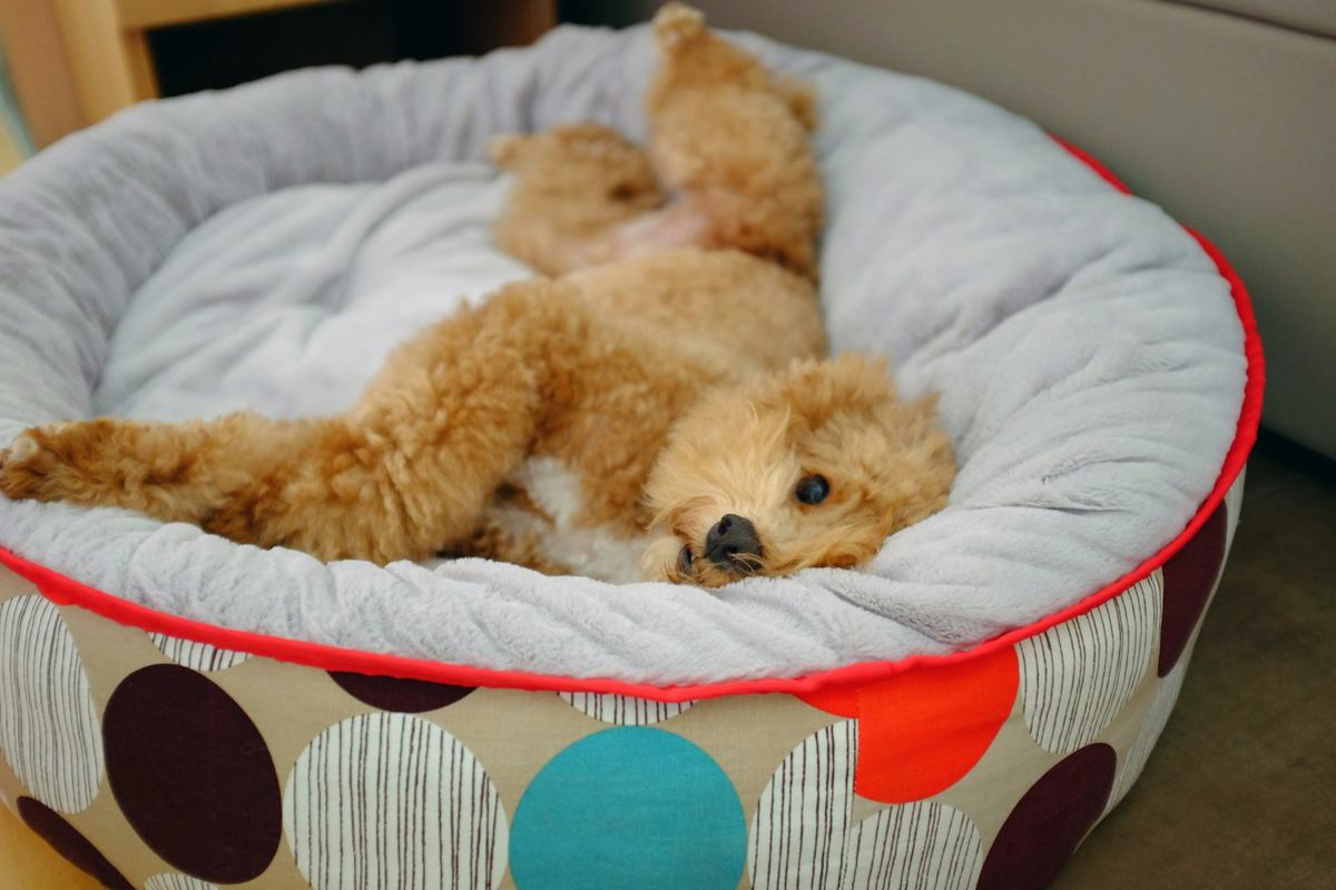 A dog stretched out asleep in a round dog bed