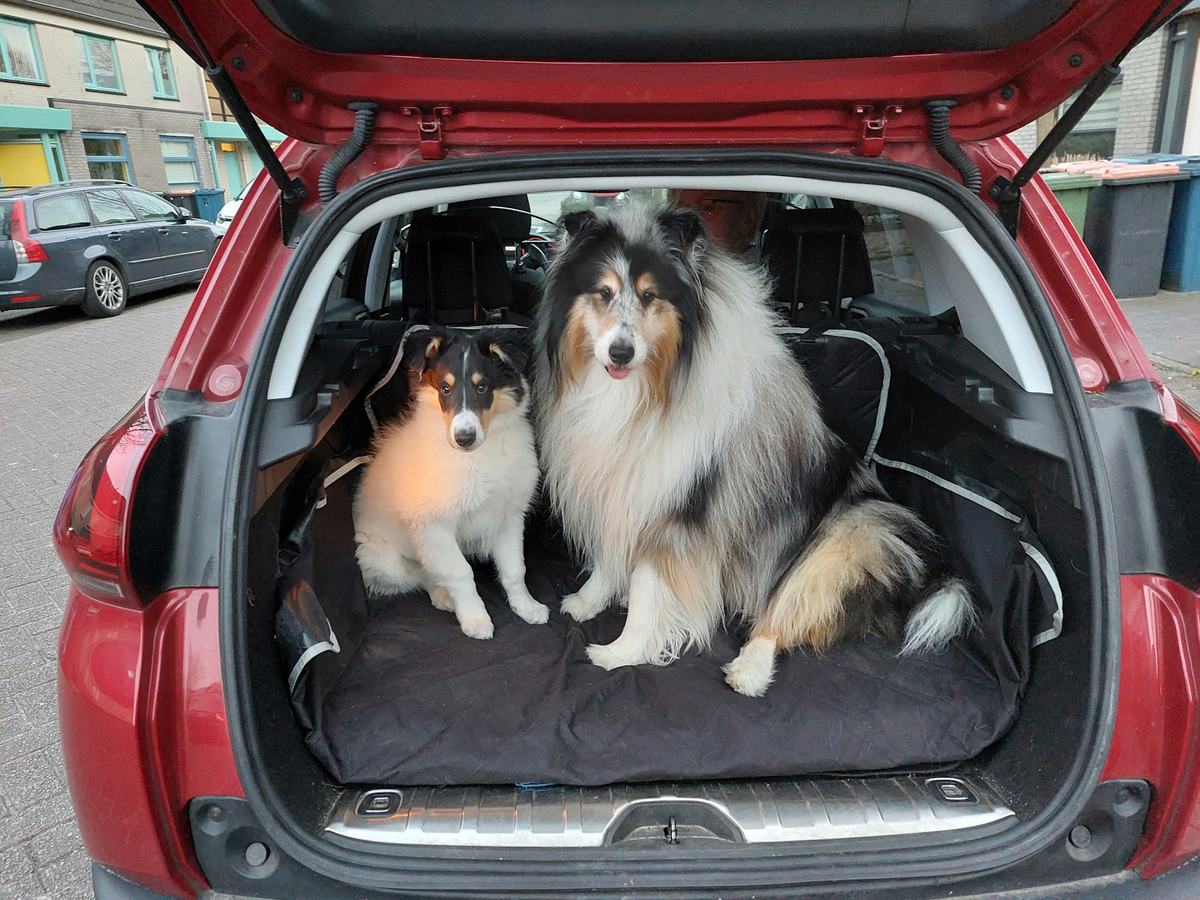 Two Shetland sheepdogs sitting in a car boot fitted with a padded boot liner