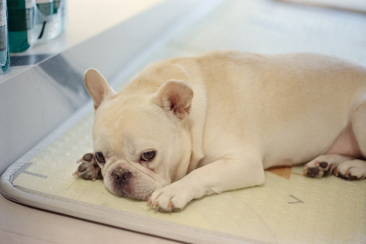 A French bulldog lying flat on a cooling mat indoors