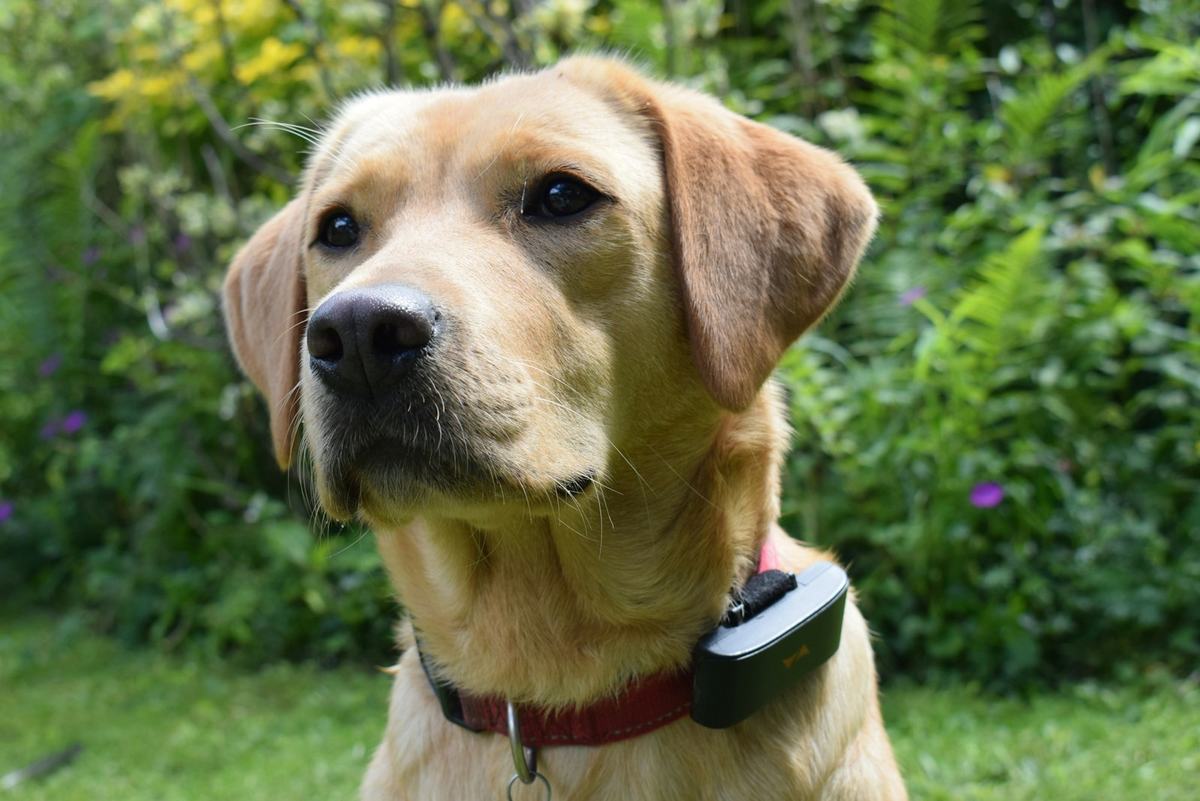 A Labrador in long grass wearing a collar with a tracking device
