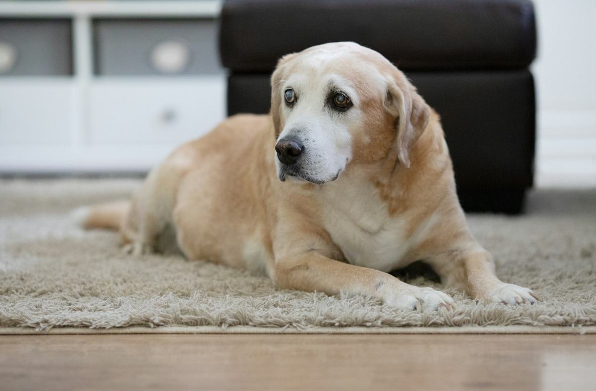 An older yellow Labrador lying on a rug in a living room