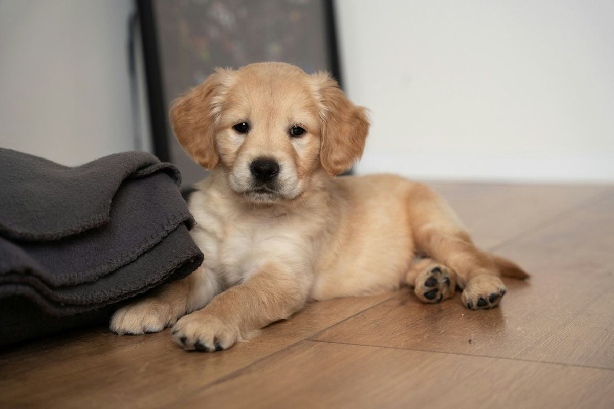 A golden retriever puppy lying on a wooden floor beside a blanket