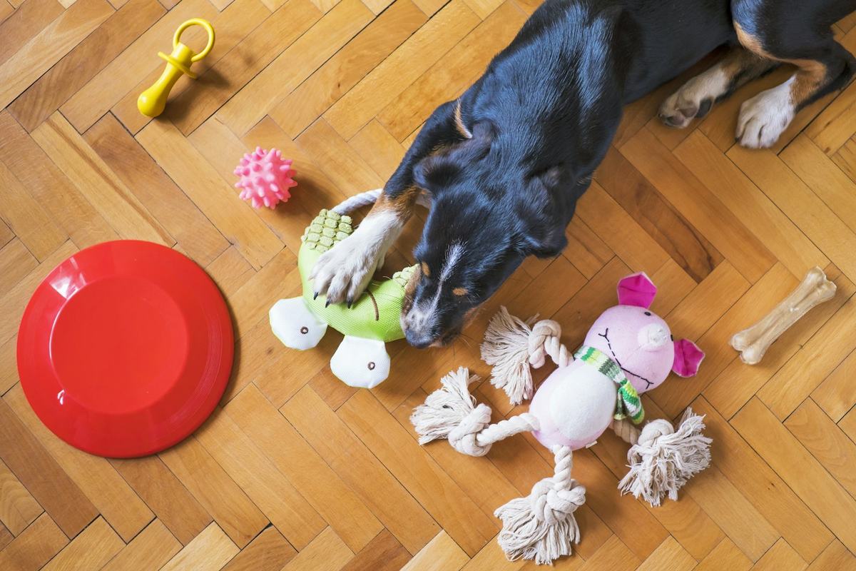 A dog lying on a wooden floor surrounded by rope and rubber toys