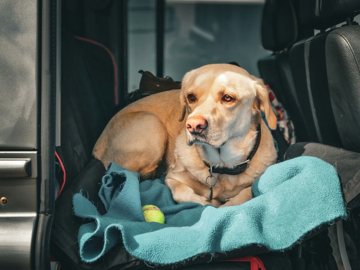 A Labrador wearing a harness, settled on a blanket in the back of a car