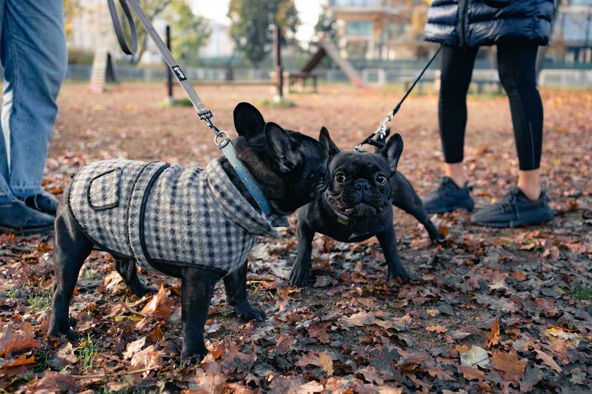 Two French bulldogs on leads on an autumn walk, one wearing a fitted checked coat and harness