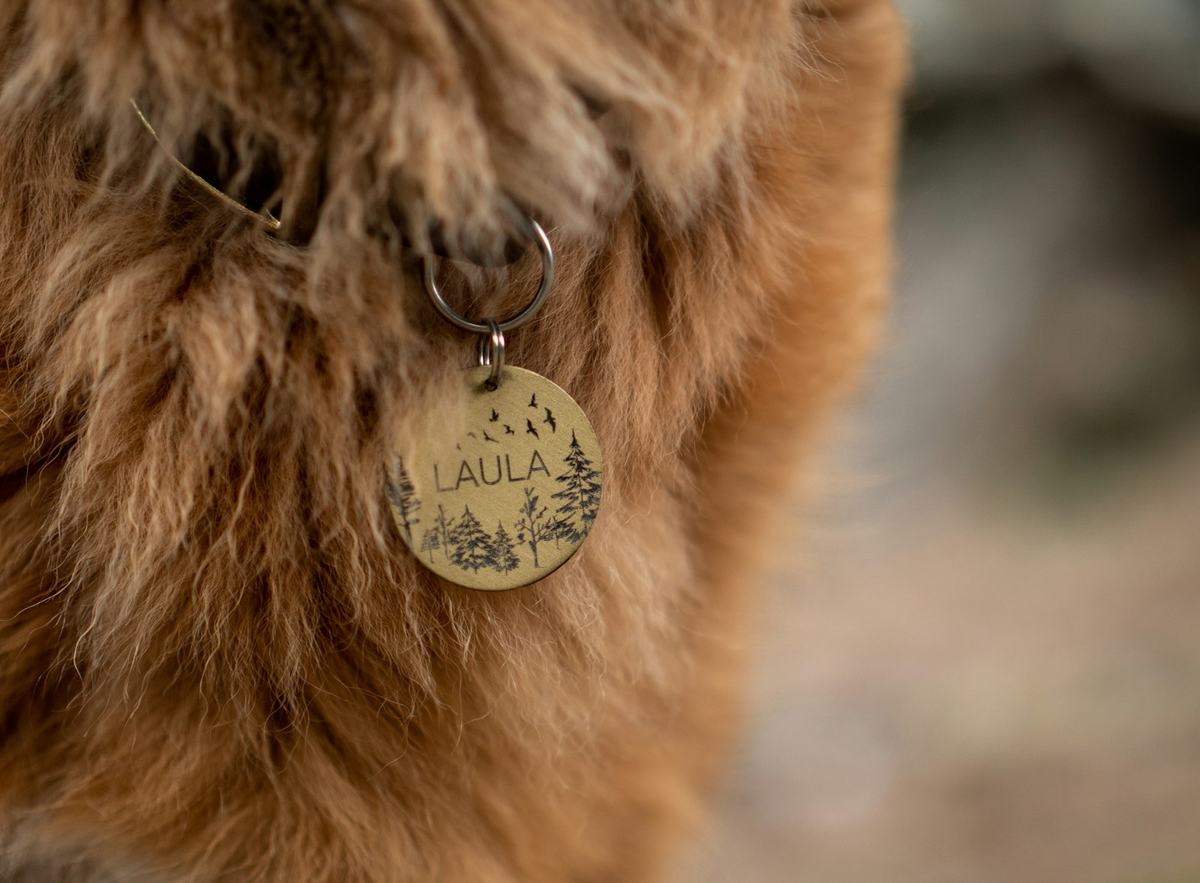 Close-up of a brass tag on a dog's collar