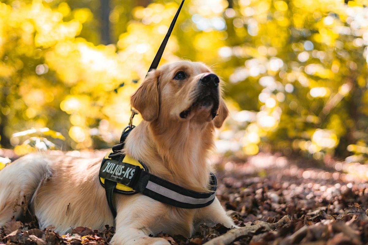A golden retriever wearing a harness, lying among autumn leaves