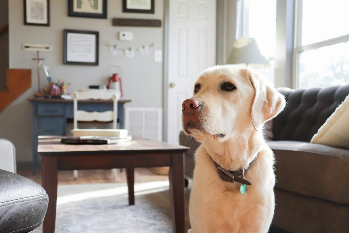 A Labrador sitting in a living room with rugs on the floor