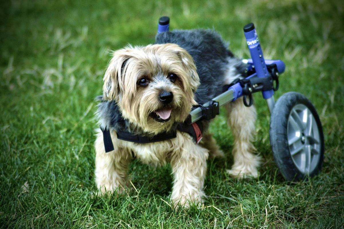 A small dog using a wheelchair on the grass